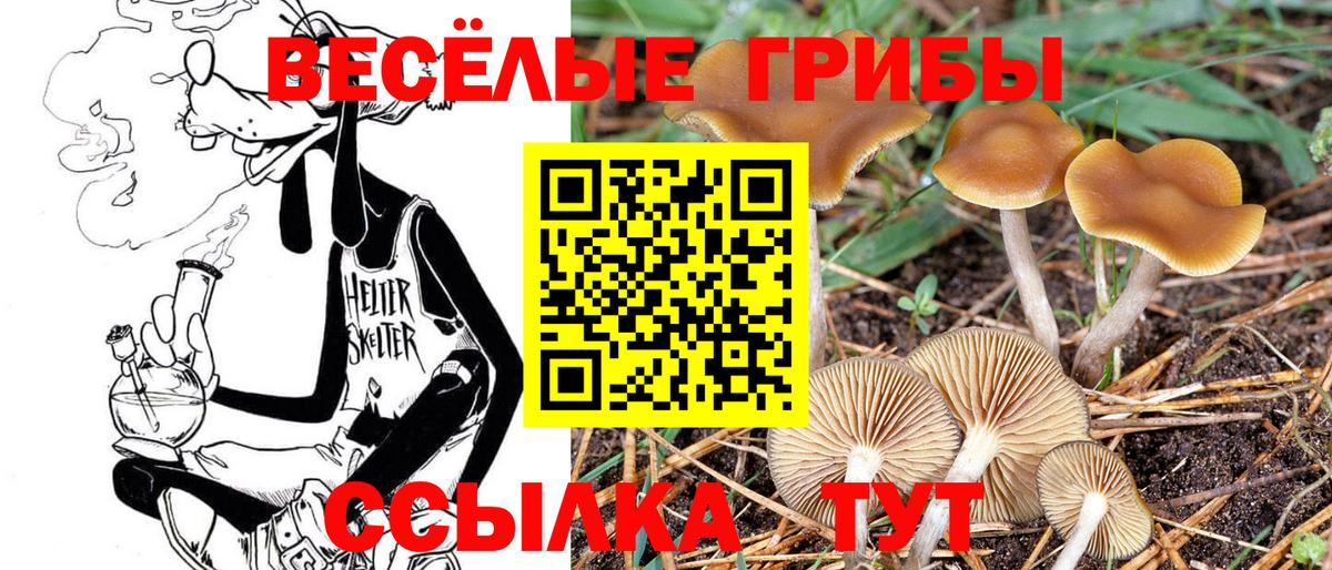 Галлюциногенные грибы Cubensis  Вход с VPN  Псилоцибиновые грибы Psilocybine cubensis  Королёв 